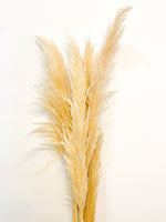 Load image into Gallery viewer, Stems of Pampas
