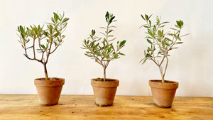 Plants