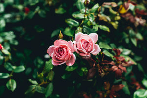Roses Flowers