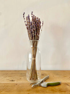 Bunch of dried Lavender