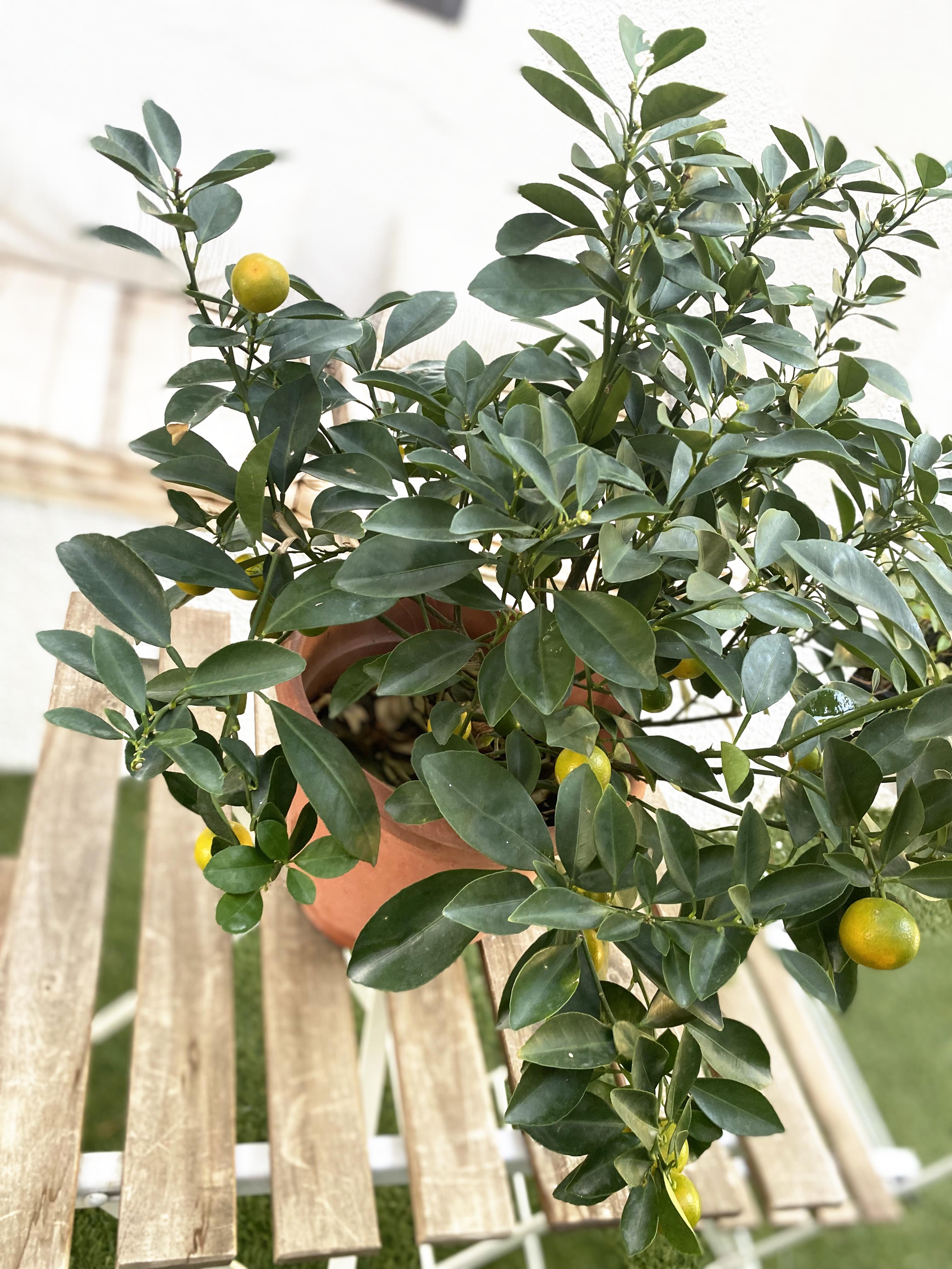Mandarin tree