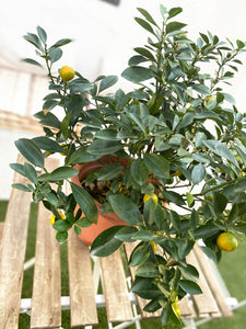 Mandarin tree