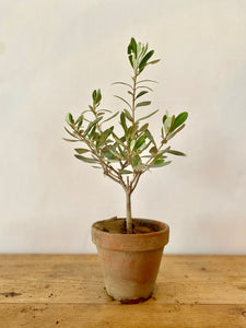 Baby Olive Tree