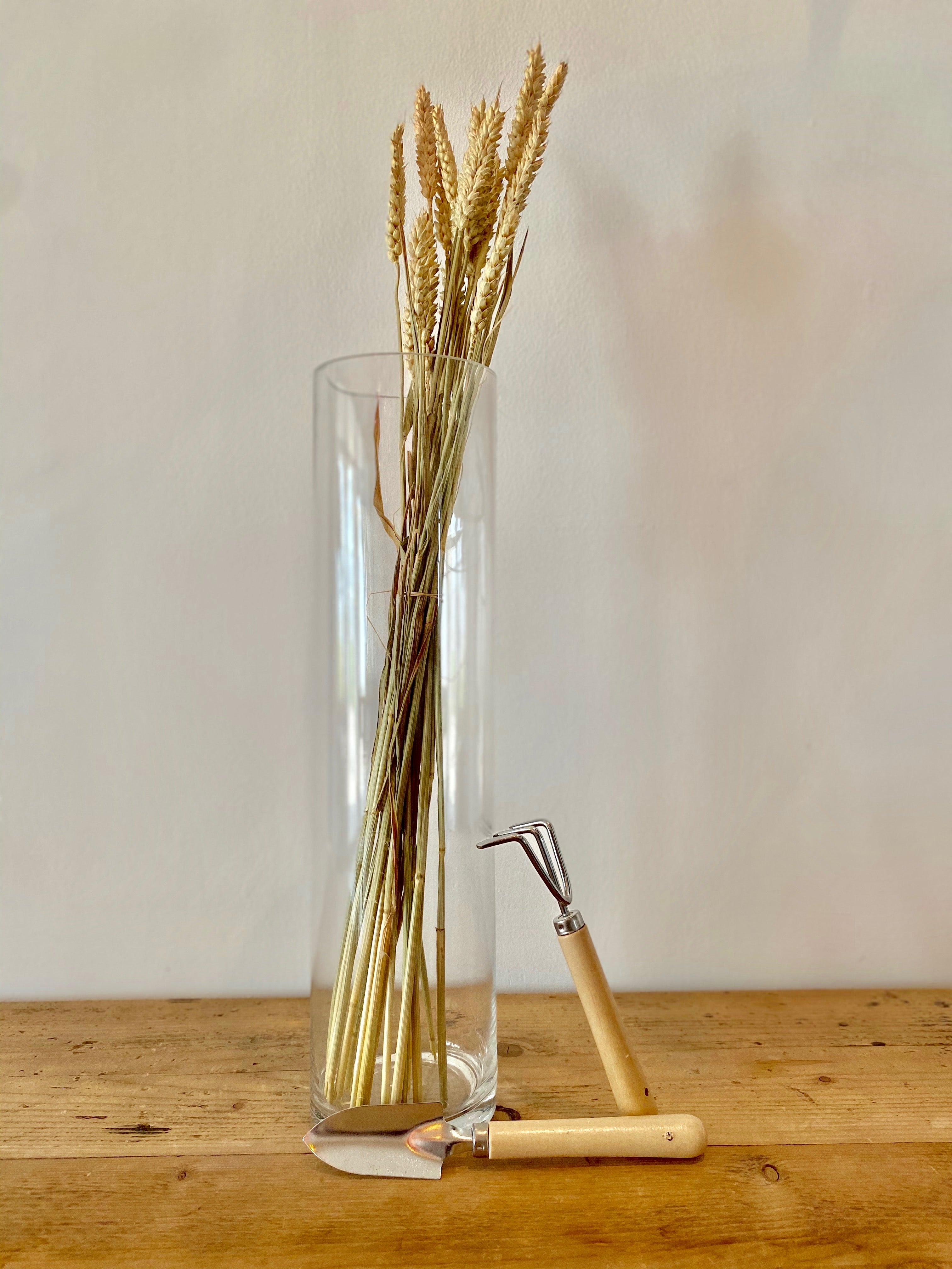 Bunch of dried Wheat